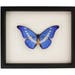 see more listings in the Framed BUTTERFLIES section