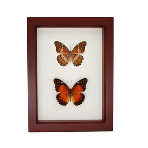 May include: Two framed butterflies, one with orange and black wings and the other with orange, white, and black wings.