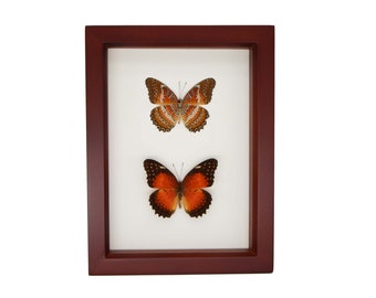 Insect Collection Leopard Lacewing Butterfly Set F1541 - Etsy