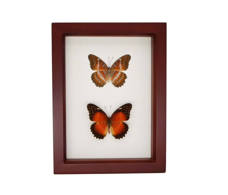 May include: Two framed butterflies, one with orange and black wings and the other with orange, white, and black wings.