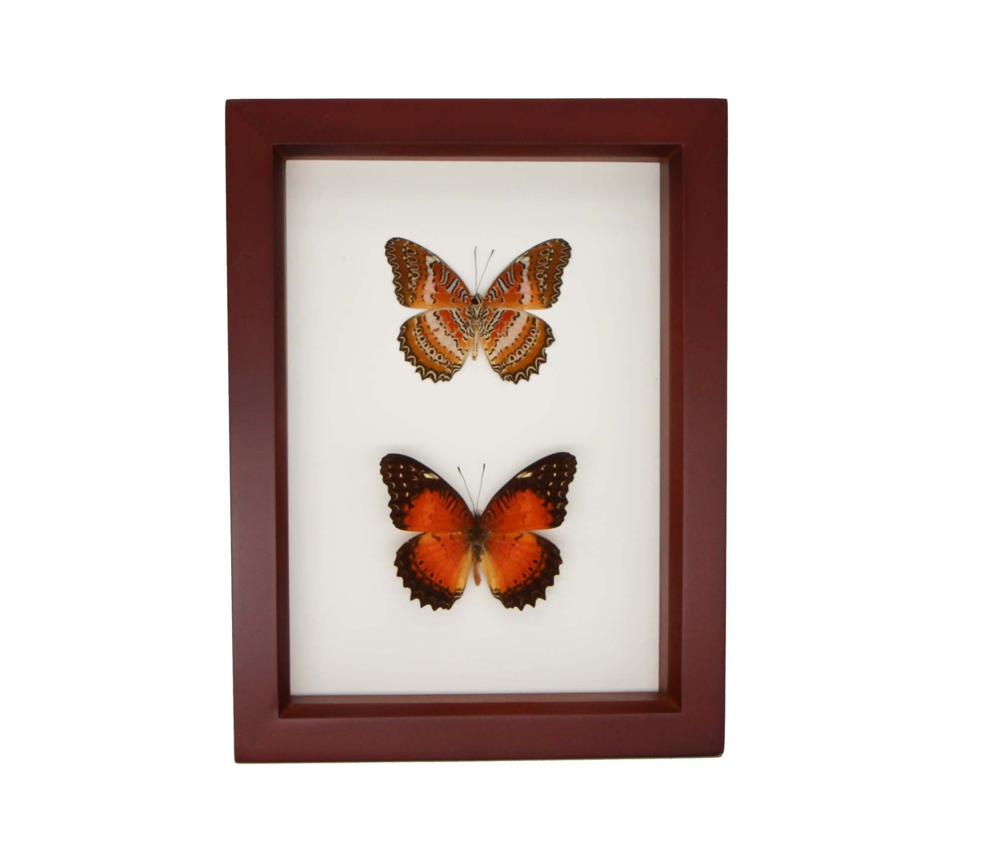 Insect Collection Leopard Lacewing Butterfly Set F1541 - Etsy