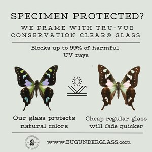 Framed Morpho Butterfly Decor Display 6x6 UV blocking Glass image 2