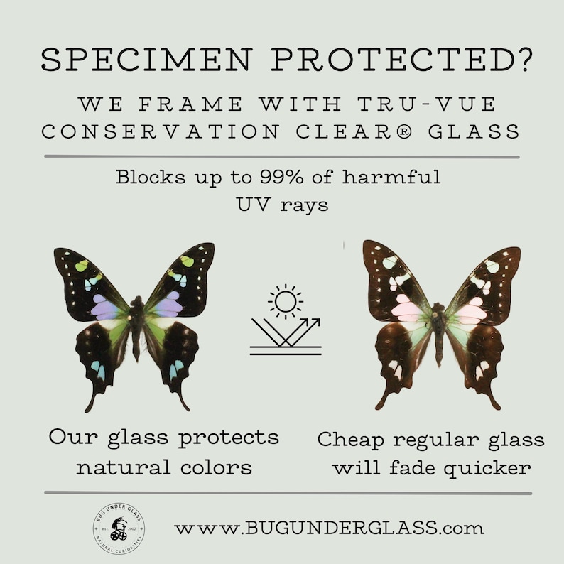 Framed Morpho Butterfly Decor Display 6x6 UV blocking Glass image 2