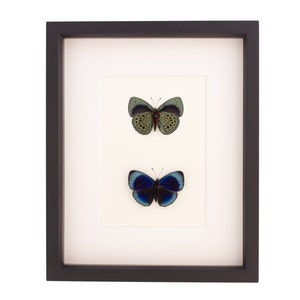 Butterfly Collection Charles Darwin Butterflies Display