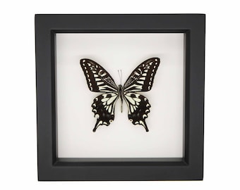 Framed Chinese yellow swallowtail Papilio xuthus 6x6 131