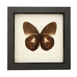 Real Framed Butterfly Owl Mimic Taenaris artemis