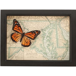 Framed Antique Map Maryland with real Native Butterfly image 1