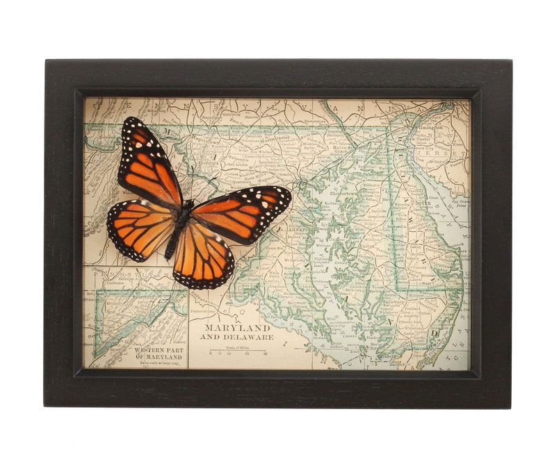 Framed Antique Map Maryland with real Native Butterfly image 1