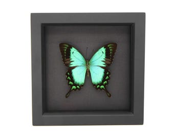 Framed Sea Green Swallowtail Black Background 6x6 UV Blocking Glass