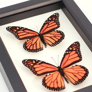 Framed Monarch Male and Female Shadowbox Butterfly Display 6x8