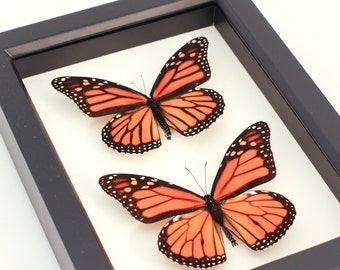 Framed Monarch Male and Female Shadowbox Butterfly Display 6x8