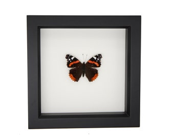 Real Framed Red Admiral Butterfly 6x6 Display
