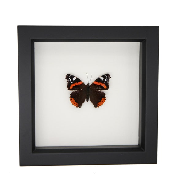 Real Framed Red Admiral Butterfly 6x6 Display