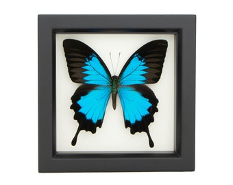 Real Framed Butterfly Blue Mountain Swallowtail Display