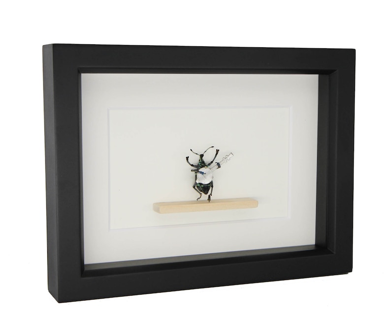 real beetle playing banjo insect shadowbox 6x8 frame