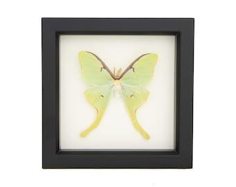 Real Framed Luna Moth Natural History Display UV Blocking Glass 6x6 Display
