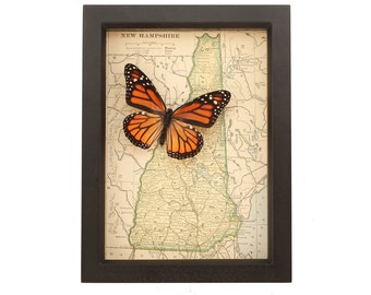 Framed Map of New Hampshire with Real Monarch Butterfly