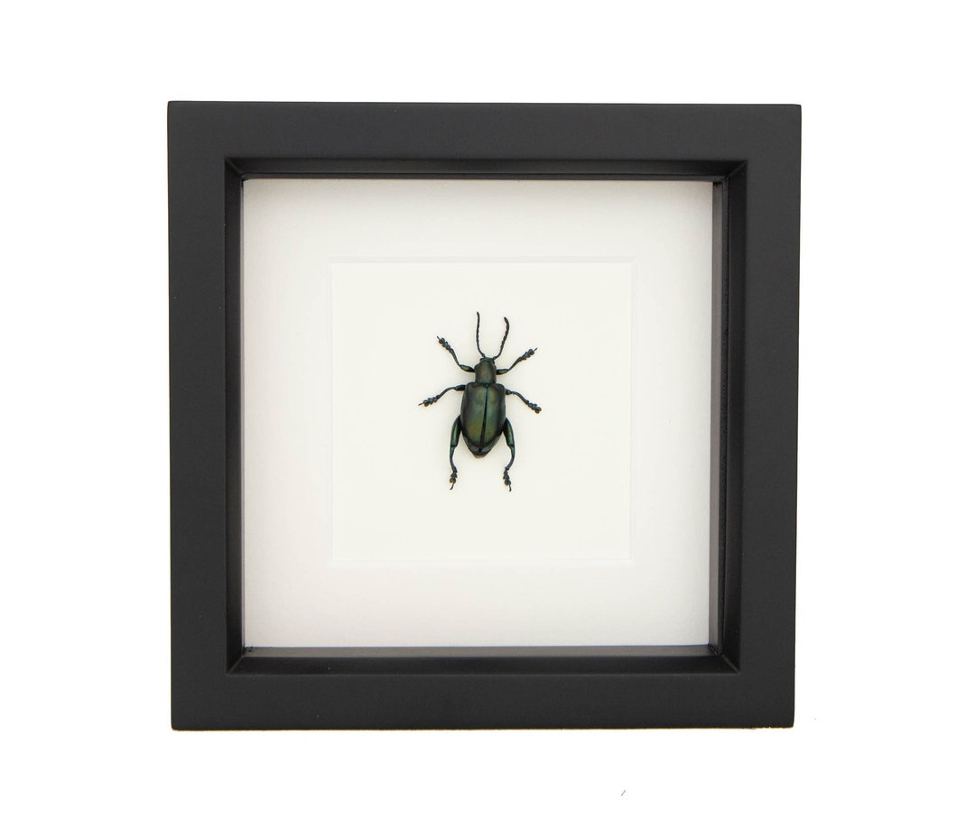 Real Framed Jewel Frog Beetle Display 6x6 Etsy