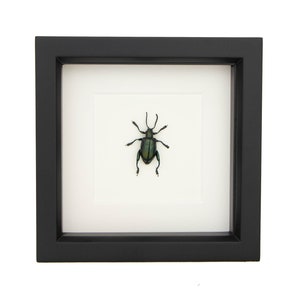 Real Framed Jewel Frog Beetle Display 6x6