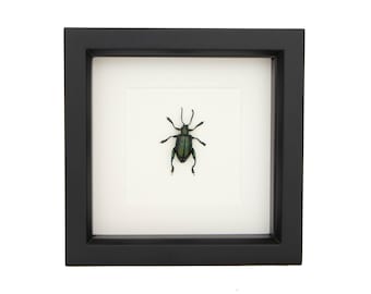 Real Framed Jewel Frog Beetle Display 6x6