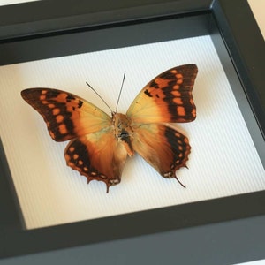 Butterfly Display Charaxes candiope Framed Insect Art image 4