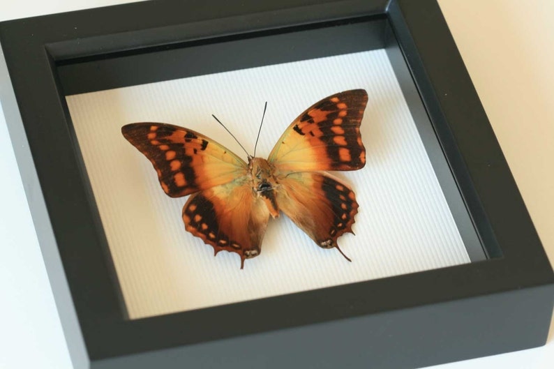 Butterfly Display Charaxes candiope Framed Insect Art image 4