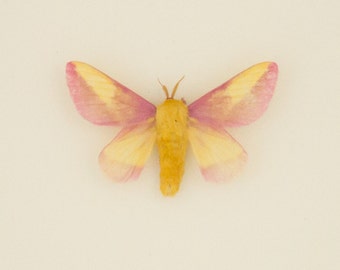 Real Framed Rosy Maple Moth Natural History Display Shadowbox