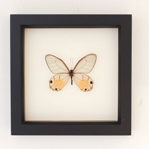 Amber Glasswing Real Butterfly Natural History Display
