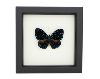 Bug Under Glass Starry Night Butterfly Display Hamadryas Laodamia