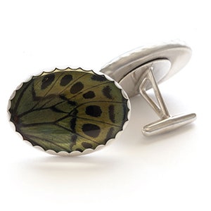 Charles Darwin Real Butterfly Wing Cuff Links