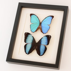 Framed Blue Morpho Collection 9x11 Gallery Shadowbox Frame 9x11 image 2