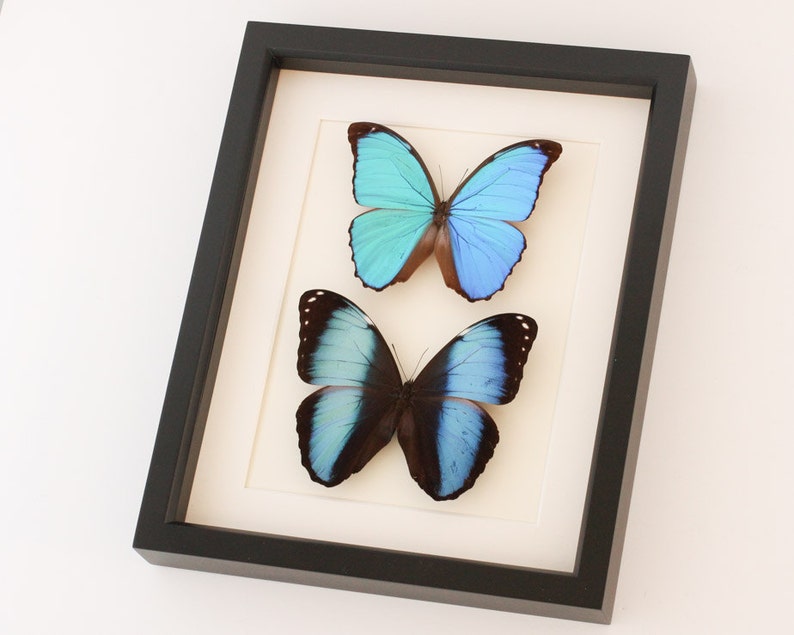 Framed Blue Morpho Collection 9x11 Gallery Shadowbox Frame 9x11 image 2