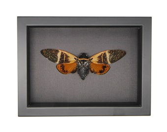 Real Orange Tropical Cicada Display Black Background Angamiana floridula