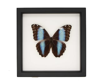 Mariposa Morpho azul con bandas, enmarcada, 9x9 pulgadas, con protección UV.