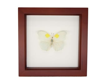 Real Ghost Brimstone Butterfly Anteos clorinde 6x6 UV blocking Glass
