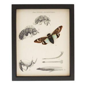 Framed Natural History Print Real Cicada Specimen 9x11