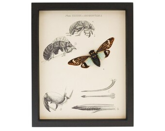 May include: A framed entomological display featuring a preserved cicada with black, brown, and light blue wings mounted over a vintage scientific print titled Plate XXXIII-HOMOPTERA, which includes detailed black and white anatomical insect illustrations.