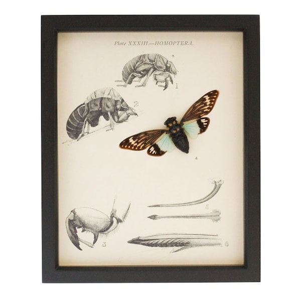 Framed Natural History Print Real Cicada Specimen 9x11