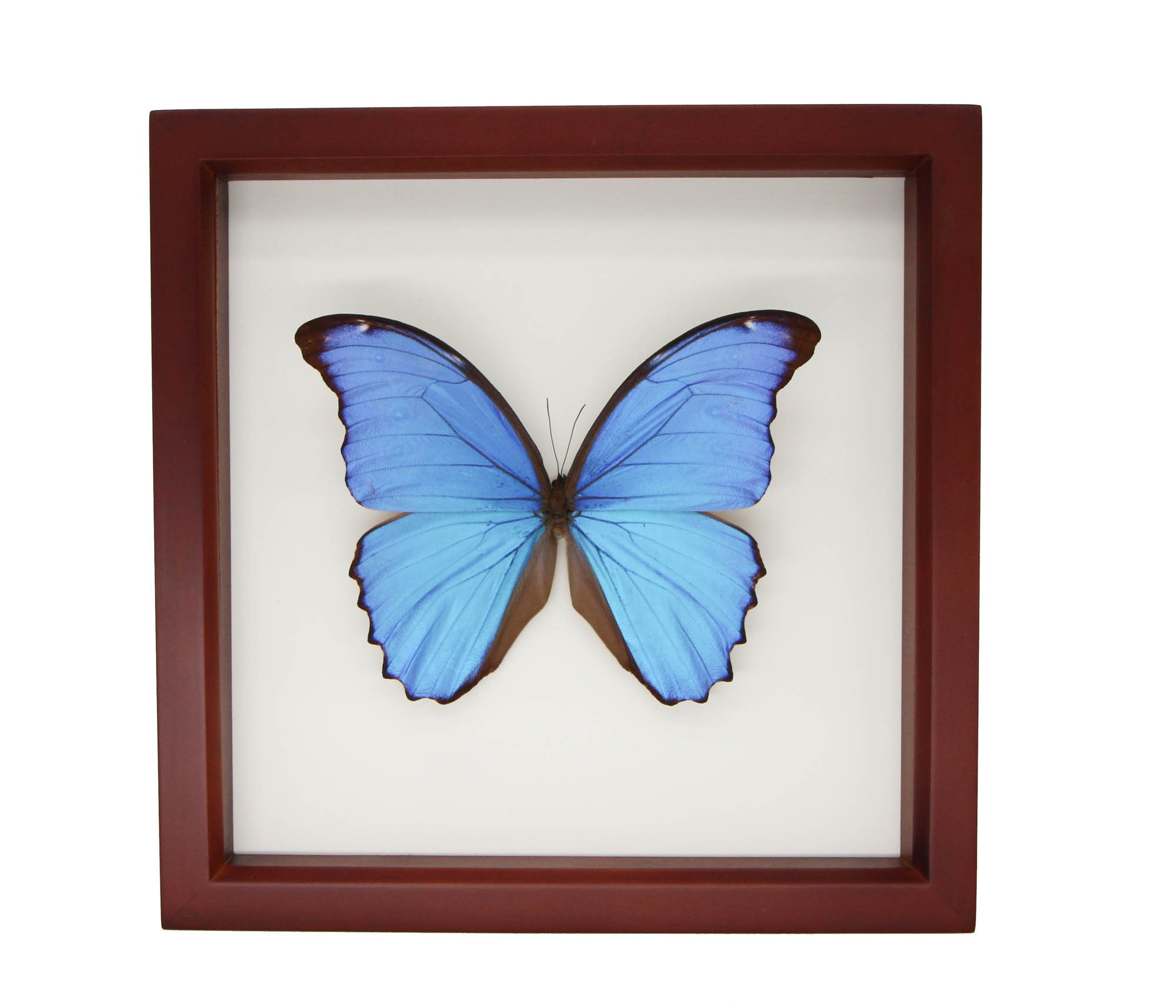 昆虫用品 Morpho didius 蝶 標本 青色THE GREAT BLUE モルフォ