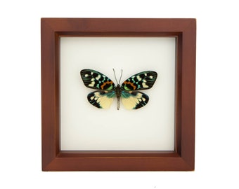 Real Moth Display Erasmia Pulchera 6x6