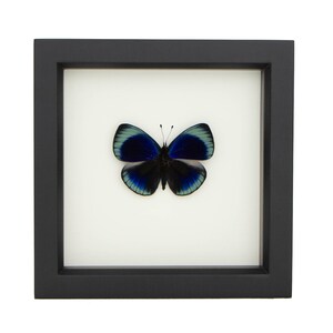 Real Framed Butterfly Charles Darwin Shadowbox Display