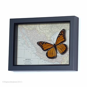 Real Framed Monarch Butterfly with Vintage Map of Mexico