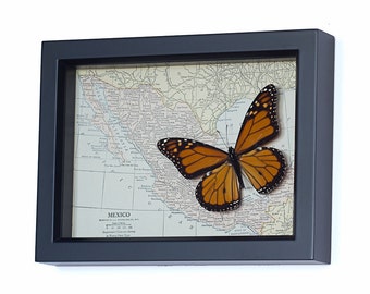 Real Framed Monarch Butterfly with Vintage Map of Mexico