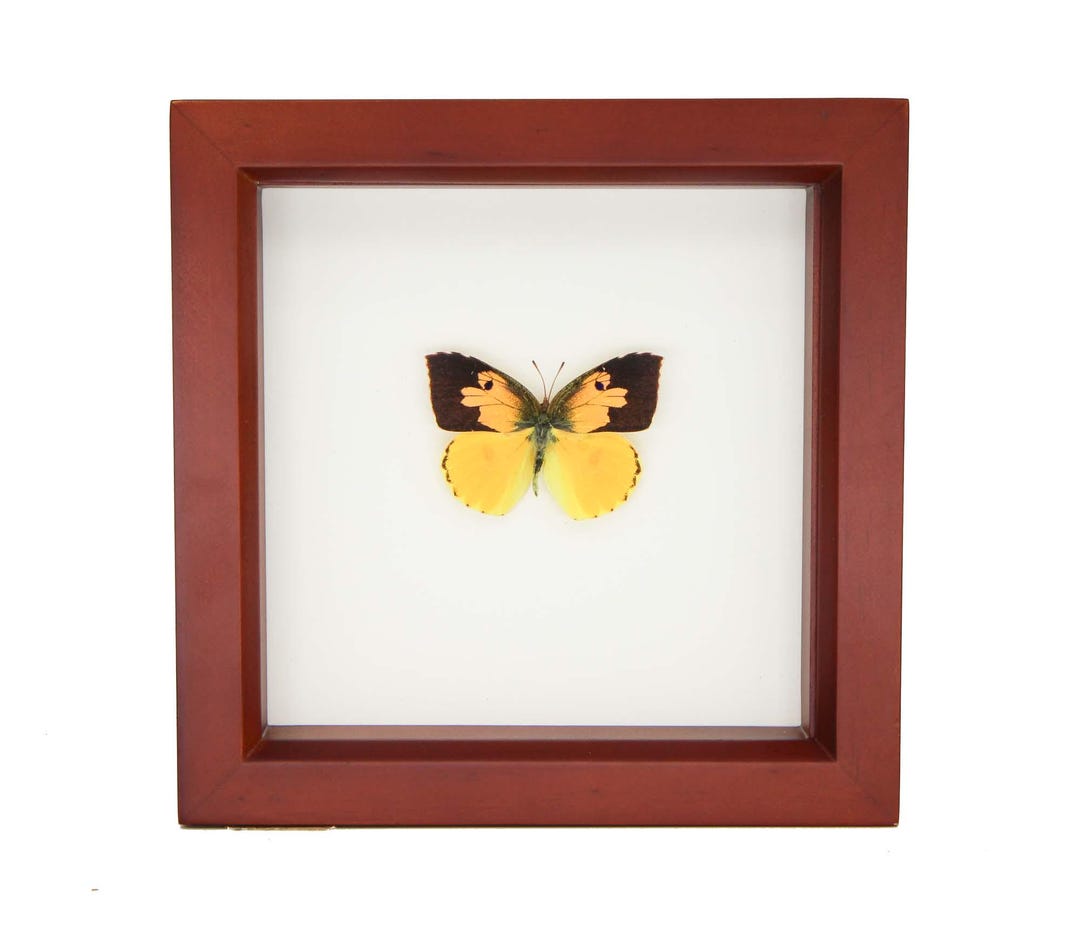 California State Butterfly Dogface Zerene Eurydice 6x6 Shadowbox