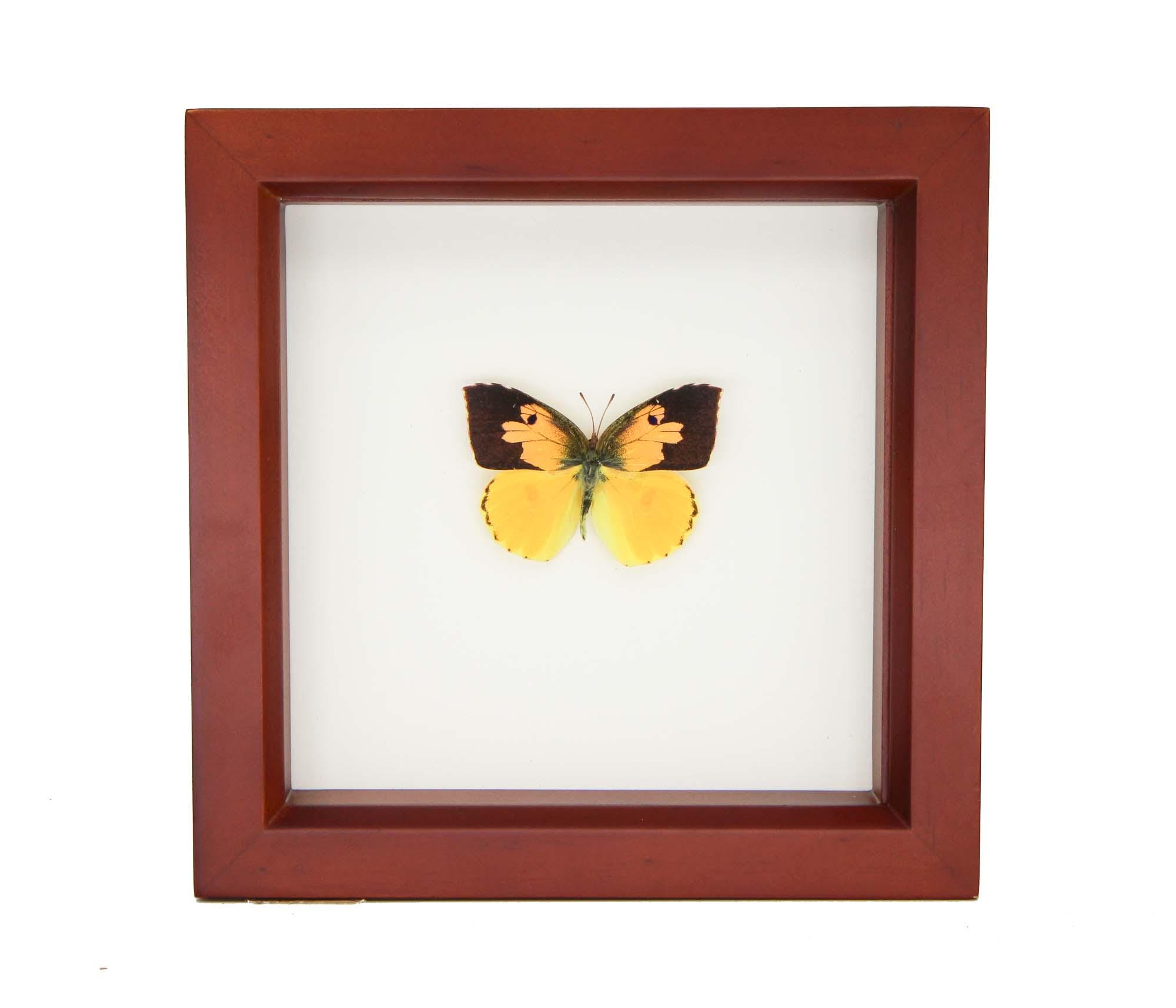California State Butterfly Dogface Zerene Eurydice 6x6 Shadowbox