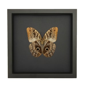 Real Framed Owl Butterfly Black Background 9x9