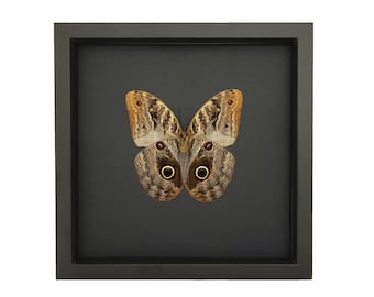 Real Framed Owl Butterfly Black Background 9x9