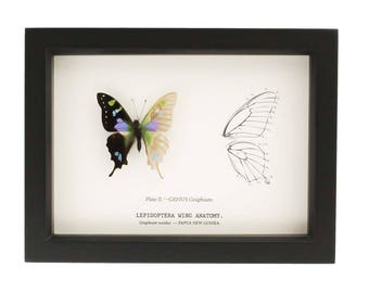 Esqueleto de mariposa enmarcado Graphium weiskei, expositor con protección UV de 6x8 pulgadas.