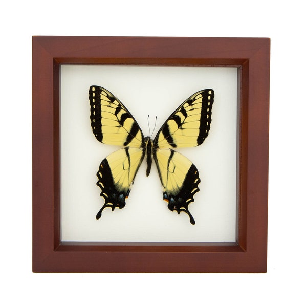 Real Tiger Swallowtail Butterfly Display