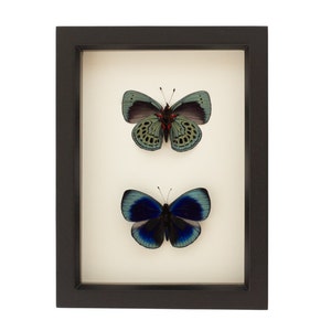 Butterfly Shadowbox Charles Darwin Front and Back 6x8